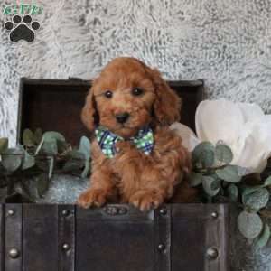 Brody, Miniature Poodle Puppy