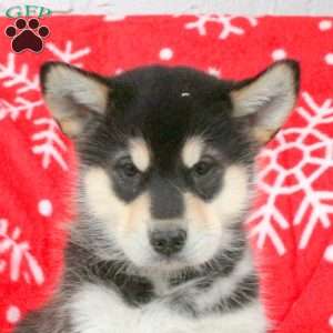 Brody, Alaskan Malamute Puppy