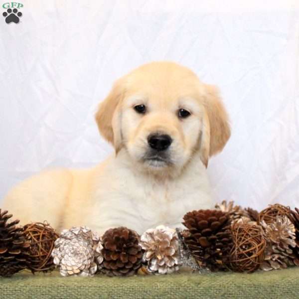 Brody, Golden Retriever Puppy