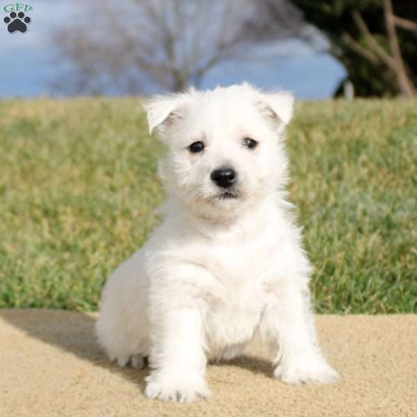 Brody, West Highland Terrier Puppy