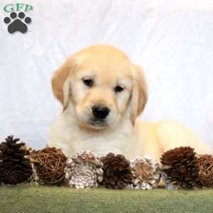 Brody, Golden Retriever Puppy