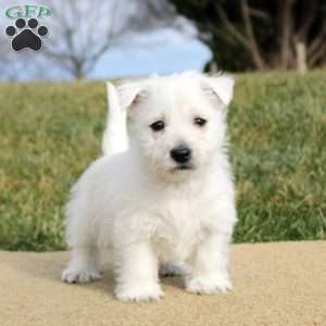 Brody, West Highland Terrier Puppy