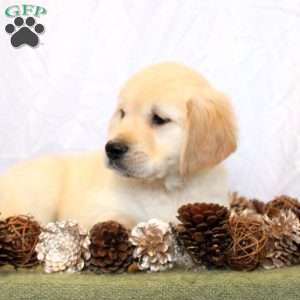 Brody, Golden Retriever Puppy