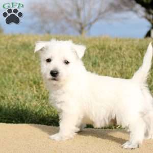 Brody, West Highland Terrier Puppy