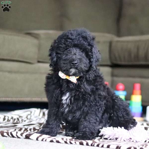 Brody, Standard Poodle Puppy