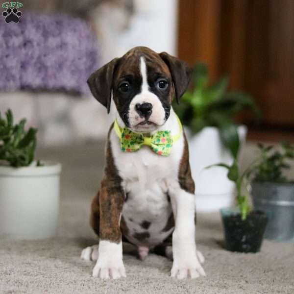 Brody, Boxer Puppy