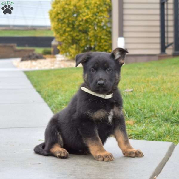 Bronx, German Shepherd Puppy