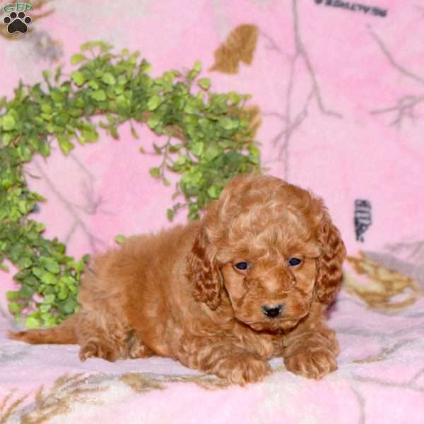 Brooke, Mini Goldendoodle Puppy