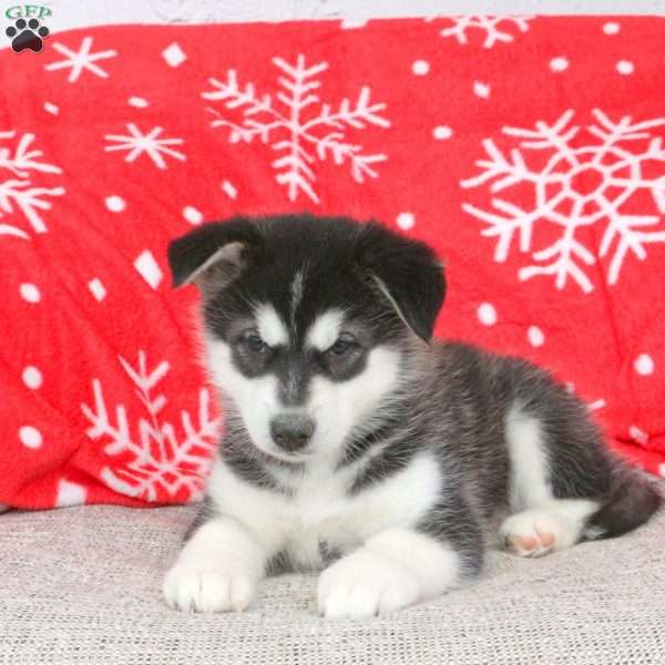 Brooke, Alaskan Malamute Puppy