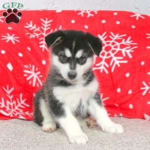 Brooke, Alaskan Malamute Puppy