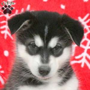 Brooke, Alaskan Malamute Puppy