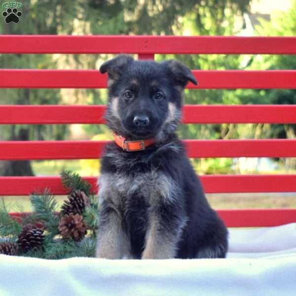 Brookie, German Shepherd Puppy