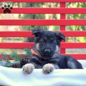 Brookie, German Shepherd Puppy