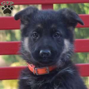 Brookie, German Shepherd Puppy