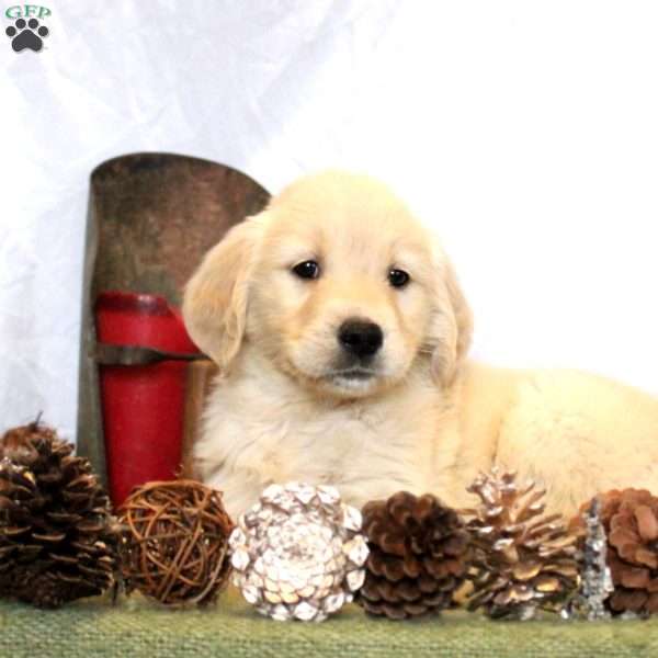 Brooklyn, Golden Retriever Puppy