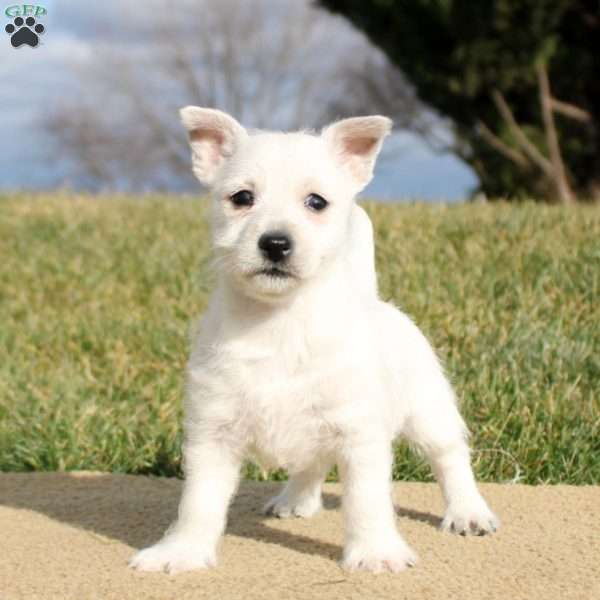 Brooklyn, West Highland Terrier Puppy