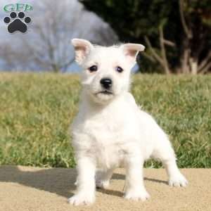 Brooklyn, West Highland Terrier Puppy