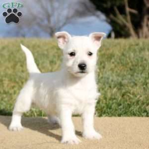 Brooklyn, West Highland Terrier Puppy