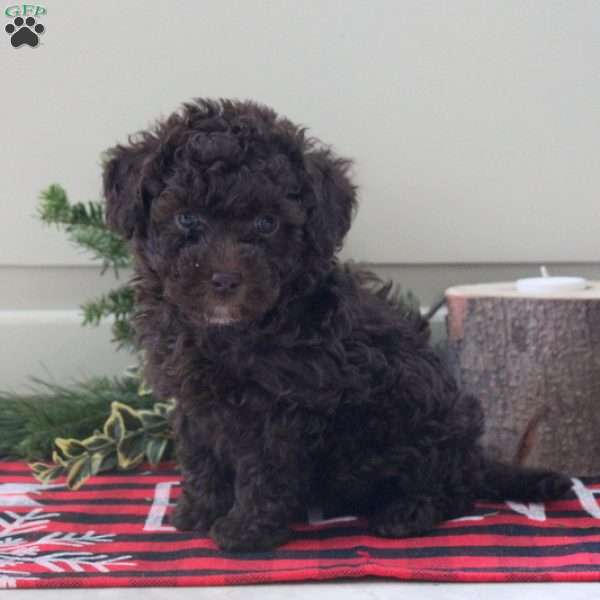 Brownie, Toy Poodle Puppy