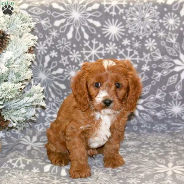 Brownie, Cavapoo Puppy