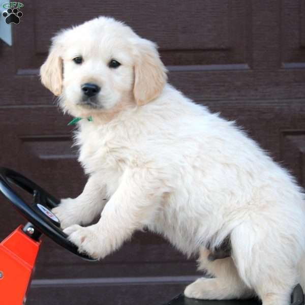 Bruce, English Cream Golden Retriever Puppy