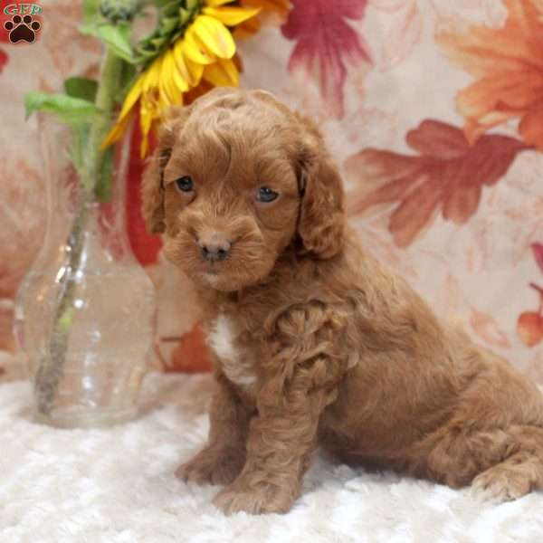 Bruce, Cockapoo Puppy