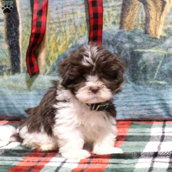 Bruce, Havanese Puppy