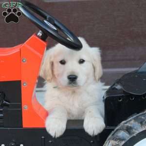 Bruce, English Cream Golden Retriever Puppy