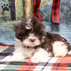 Bruce, Havanese Puppy