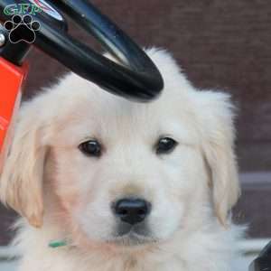 Bruce, English Cream Golden Retriever Puppy