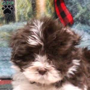 Bruce, Havanese Puppy