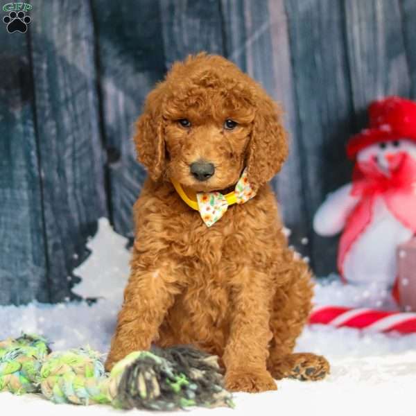 Bruno, Standard Poodle Puppy