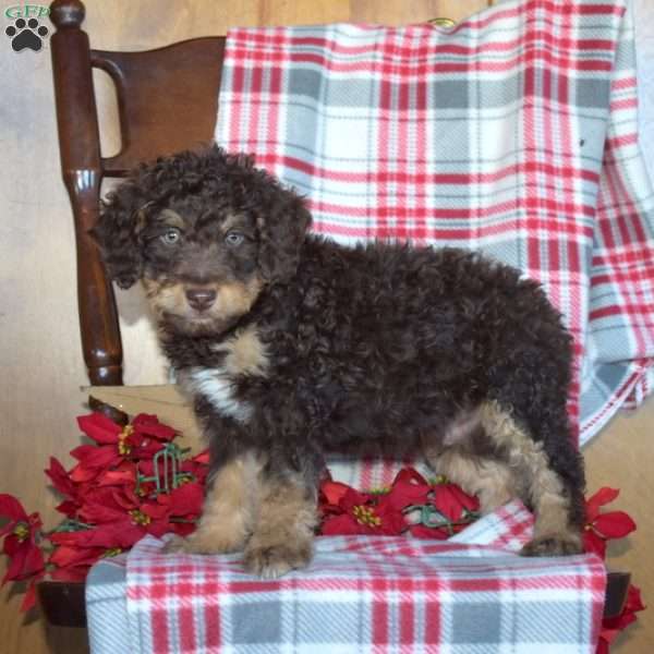 Bruno, Mini Bernedoodle Puppy