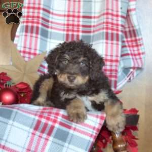 Bruno, Mini Bernedoodle Puppy