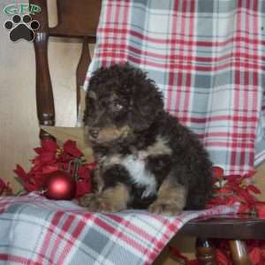 Bruno, Mini Bernedoodle Puppy