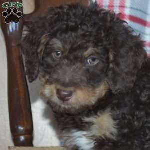 Bruno, Mini Bernedoodle Puppy