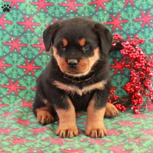 Brutus, Rottweiler Puppy