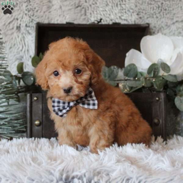 Bryant, Miniature Poodle Puppy