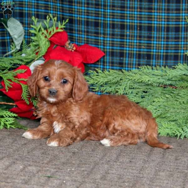 Bryce, Cavapoo Puppy