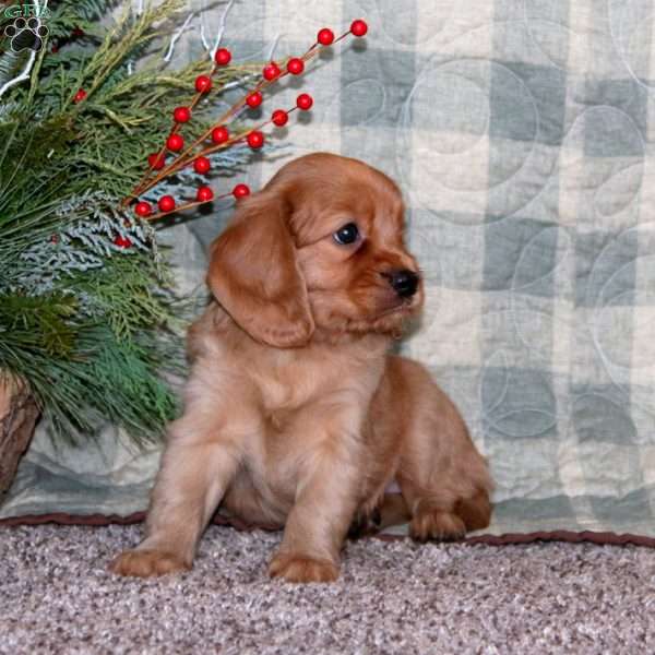 Bryce, Miniature Golden Retriever Puppy