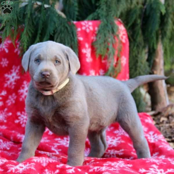 Bryce, Silver Labrador Retriever Puppy