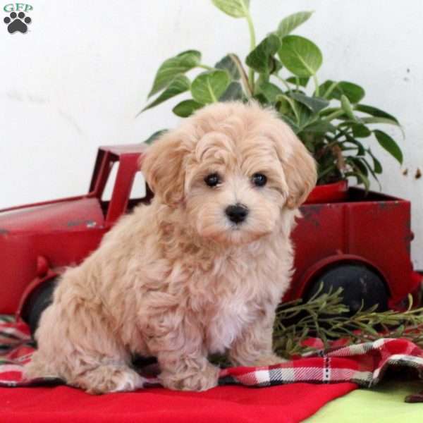 Bryce, Maltipoo Puppy