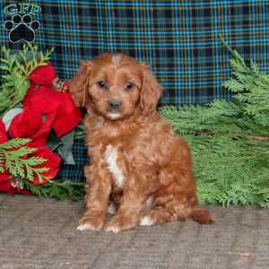 Bryce, Cavapoo Puppy