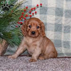 Bryce, Miniature Golden Retriever Puppy