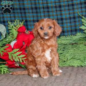 Bryce, Cavapoo Puppy