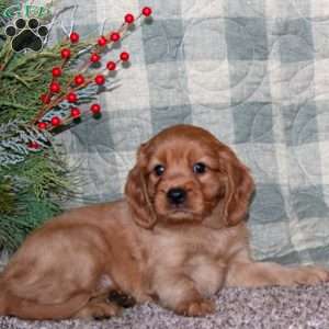 Bryce, Miniature Golden Retriever Puppy