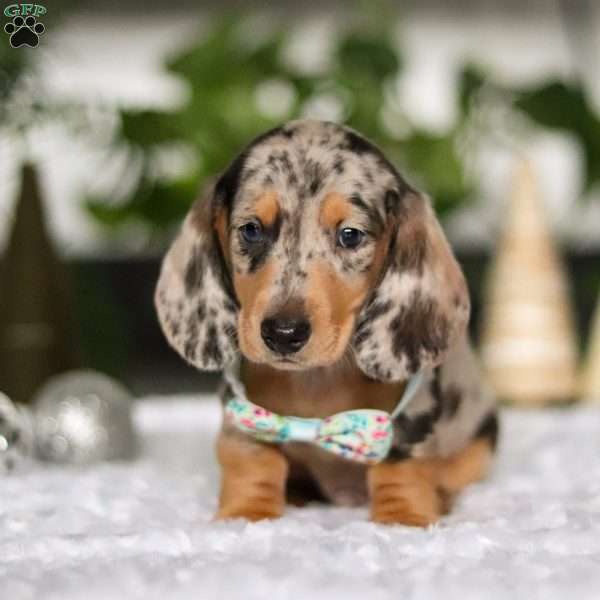 Bryce, Dachshund Puppy