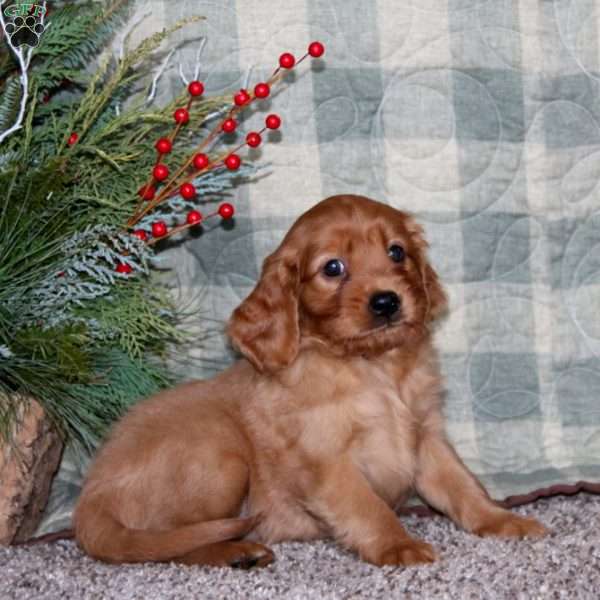 Brynlee, Miniature Golden Retriever Puppy