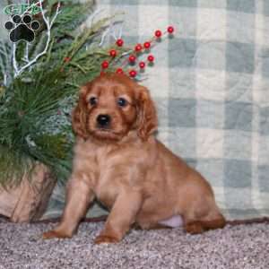 Brynlee, Miniature Golden Retriever Puppy