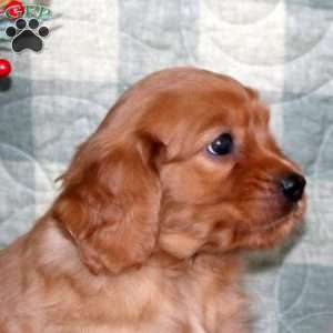 Brynlee, Miniature Golden Retriever Puppy